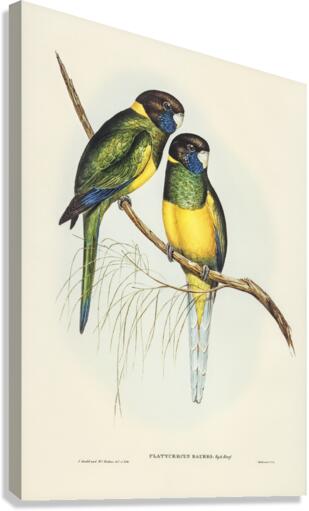 Bauers Parrakeet Platycercus Bauerii illustrated by Elizabeth Gould 1804–1841 for John Gould’s 1804-1881 Birds of Australia  Canvas Print