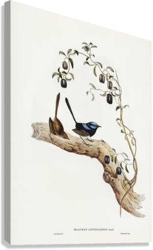 Long-tailed Wren Malurus longicaudus illustrated by Elizabeth Gould 1804–1841 for John Gould’s 1804-1881 Birds of Australia  Canvas Print