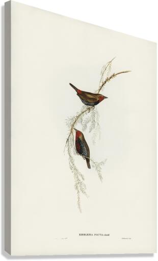 Painted Finch Emblema picta illustrated by Elizabeth Gould 1804–1841 for John Gould’s 1804-1881 Birds of Australia  Canvas Print
