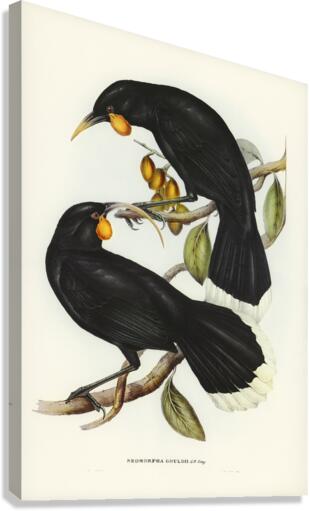 Gould&39s Neomorpha Neomorpha Gouldii illustrated by Elizabeth Gould 1804–1841 for John Gould’s 1804-1881 Birds of Australia  Canvas Print
