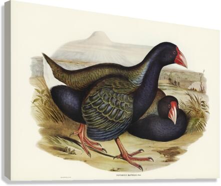 Notornis Notornix Mantelli illustrated by Elizabeth Gould 1804–1841 for John Gould’s 1804-1881 Birds of Australia  Canvas Print