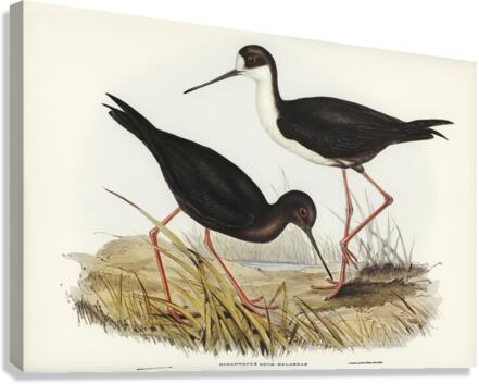 New Zealand Stilt Himantopus Novae-Zelandiae illustrated by Elizabeth Gould 1804–1841 for John Gould’s 1804-1881 Birds of Australia  Canvas Print