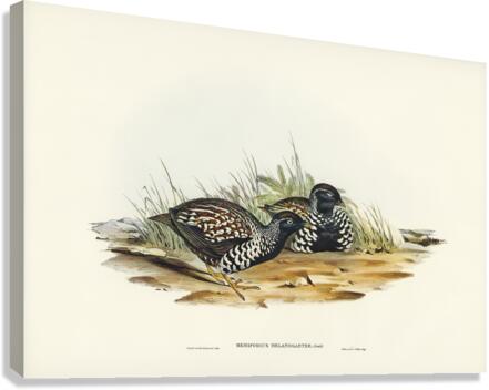 Black-breasted Hemipode Hemipodius melanogaster illustrated by Elizabeth Gould 1804–1841 for John Gould’s 1804-1881 Birds of Australia  Canvas Print