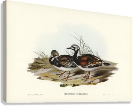 Turnstone Strepsilas Interpres illustrated by Elizabeth Gould 1804–1841 for John Gould’s 1804-1881 Birds of Australia  Canvas Print