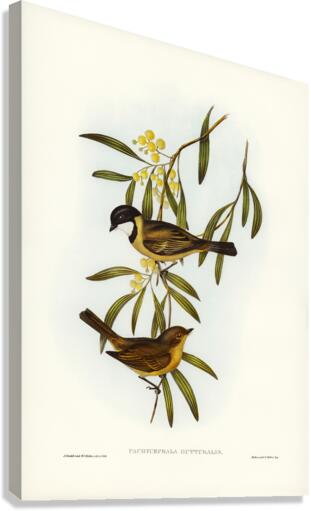 Guttural Pachycephala Pachycephala gutturalis illustrated by Elizabeth Gould 1804–1841 for John Gould’s 1804-1881 Birds of Australia  Canvas Print