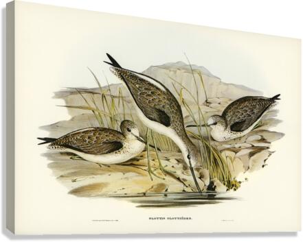 Australian Greenshank Glottis Glottoides illustrated by Elizabeth Gould 1804–1841 for John Gould’s 1804-1881 Birds of Australia  Canvas Print