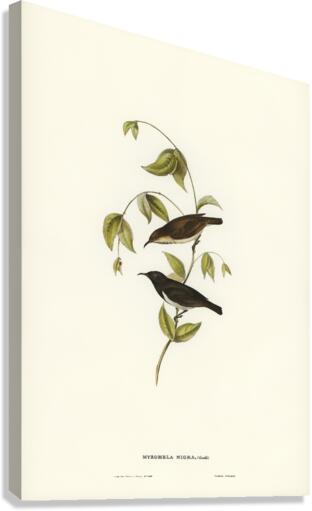 Black Honey-eater Myzomela nigra illustrated by Elizabeth Gould 1804–1841 for John Gould’s 1804-1881 Birds of Australia  Canvas Print