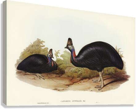 Australian Cassowary Casuarius australis illustrated by Elizabeth Gould 1804–1841 for John Gould’s 1804-1881 Birds of Australia  Canvas Print