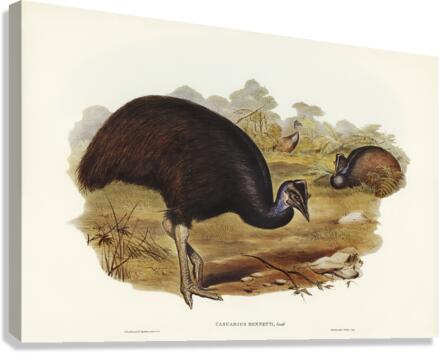 Chestnut-breasted Cuckoo Cacomantis castaneiventris illustrated by Elizabeth Gould 1804–1841 for John Gould’s 1804-1881 Birds of Australia  Canvas Print