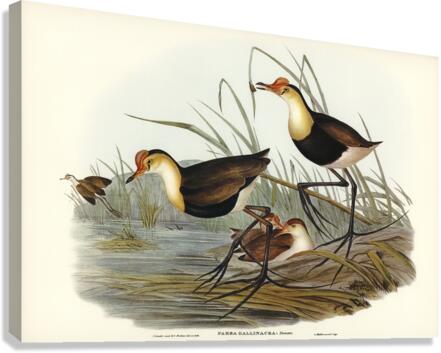 Gallinaceous Parra Parra gallinacea illustrated by Elizabeth Gould 1804–1841 for John Gould’s 1804-1881 Birds of Australia  Canvas Print