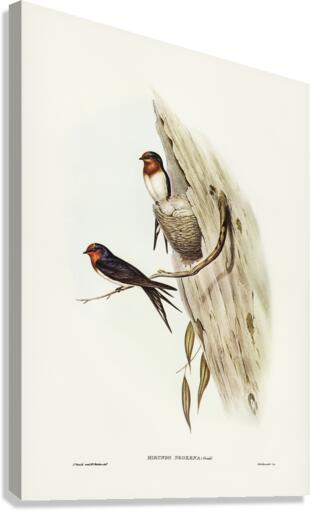 Welcome Swallow Hirundo neoxena illustrated by Elizabeth Gould 1804–1841 for John Gould’s 1804-1881 Birds of Australia  Canvas Print