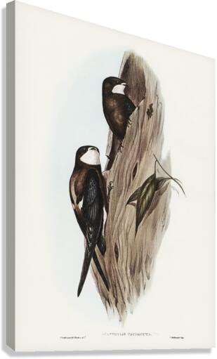 Australian Spine-tailed Swallow Acanthylis caudacuta illustrated by Elizabeth Gould 1804–1841 for John Gould’s 1804-1881 Birds of Australia  Canvas Print