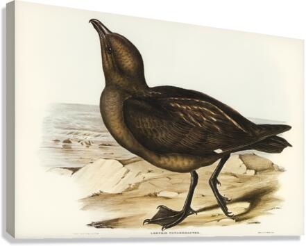 Skua Gull Lestris Catarractes illustrated by Elizabeth Gould 1804–1841 for John Gould’s 1804-1881 Birds of Australia  Canvas Print