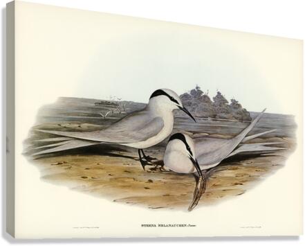 Black-naped Tern Sterna melanauchen illustrated by Elizabeth Gould 1804–1841 for John Gould’s 1804-1881 Birds of Australia  Canvas Print