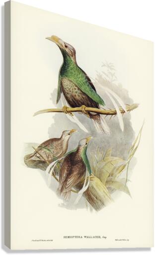 Standard-Wing Semioptera Wallacei illustrated by Elizabeth Gould 1804–1841 for John Gould’s 1804-1881 Birds of Australia  Canvas Print