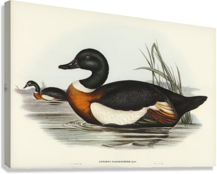 Chesnut-Coloured Shieldrake Casarca Tadornoides illustrated by Elizabeth Gould 1804–1841 for John Gould’s 1804-1881 Birds of Australia  Canvas Print