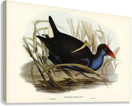 Zure-breasted Porphyrio Porphyrio bellus illustrated by Elizabeth Gould 1804–1841 for John Gould’s 1804-1881 Birds of Australia  Canvas Print