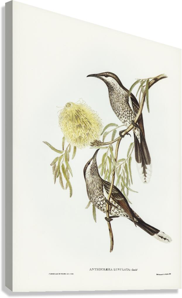 Lunulated Wattle Bird Anthochaera lunulata illustrated by Elizabeth Gould 1804–1841 for John Gould’s 1804-1881 Birds of Australia  Canvas Print