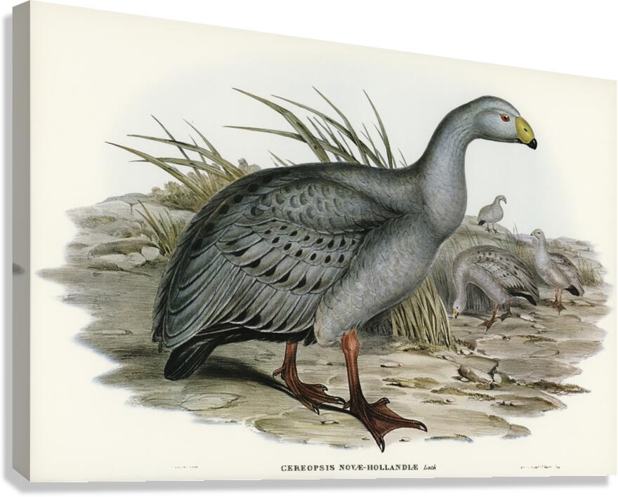 Cereopsis Goose Cereopsis Novae-Hollandiae illustrated by Elizabeth Gould 1804–1841 for John Gould’s 1804-1881 Birds of Australia  Canvas Print