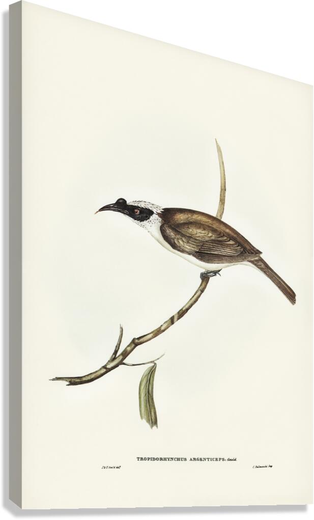 Silvery-crowned Friar Bird Tropidorhynchus argenticeps illustrated by Elizabeth Gould 1804–1841 for John Gould’s 1804-1881 Birds of Australia  Canvas Print