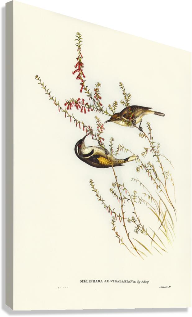 Tasmanian Honey-eater Meliphaga Australasiana illustrated by Elizabeth Gould 1804–1841 for John Gould’s 1804-1881 Birds of Australia  Canvas Print