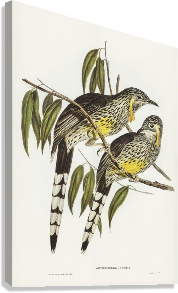 Graeat Wattled Honey-eater Anthochaera inauris illustrated by Elizabeth Gould 1804–1841 for John Gould’s 1804-1881 Birds of Australia  Canvas Print