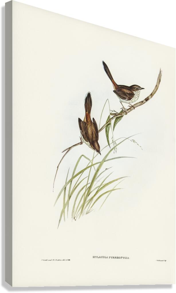 Red-rumped Wren ylacola pyrrhopygia illustrated by Elizabeth Gould 1804–1841 for John Gould’s 1804-1881 Birds of Australia  Canvas Print