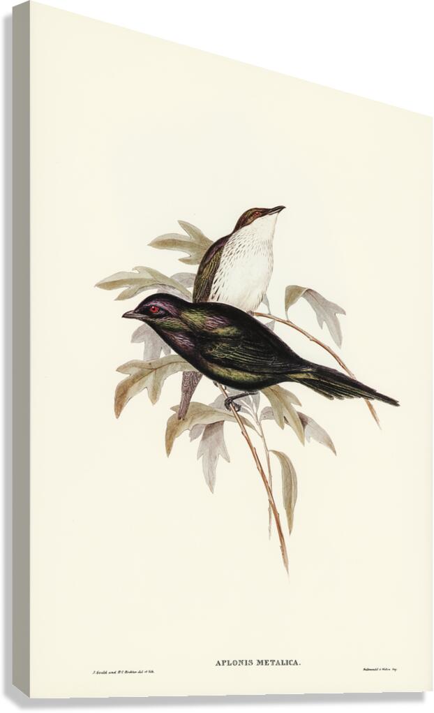 Shining starling Aplonis metallica illustrated by Elizabeth Gould 1804–1841 for John Gould’s 1804-1881 Birds of Australia  Canvas Print