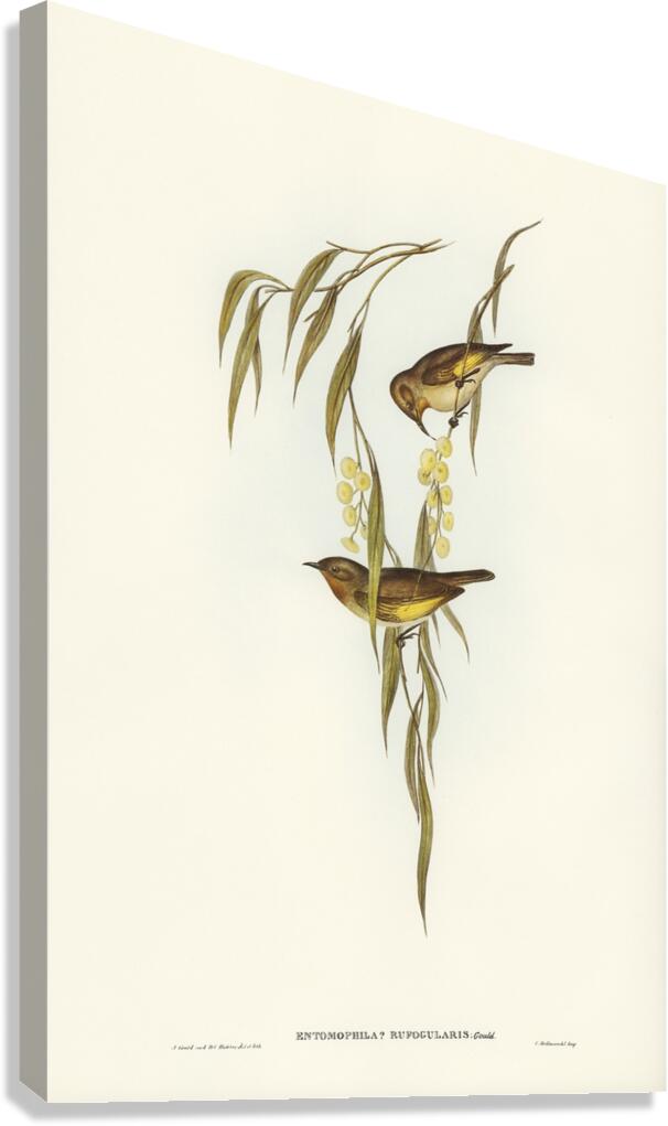 Red-throated Honey-eater Entomophila rufogularis illustrated by Elizabeth Gould 1804–1841 for John Gould’s 1804-1881 Birds of Australia  Canvas Print