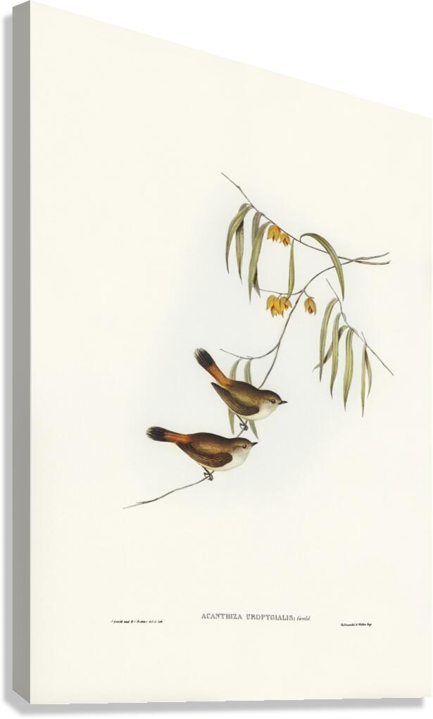 Chestnut-rumped Acanthiza Acanthiza uropygialis illustrated by Elizabeth Gould 1804–1841 for John Gould’s 1804-1881 Birds of Australia  Canvas Print