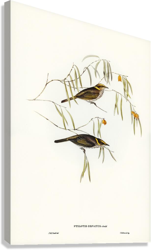 Graceful Honey-eater Ptilotis ornatus illustrated by Elizabeth Gould 1804–1841 for John Gould’s 1804-1881 Birds of Australia  Canvas Print