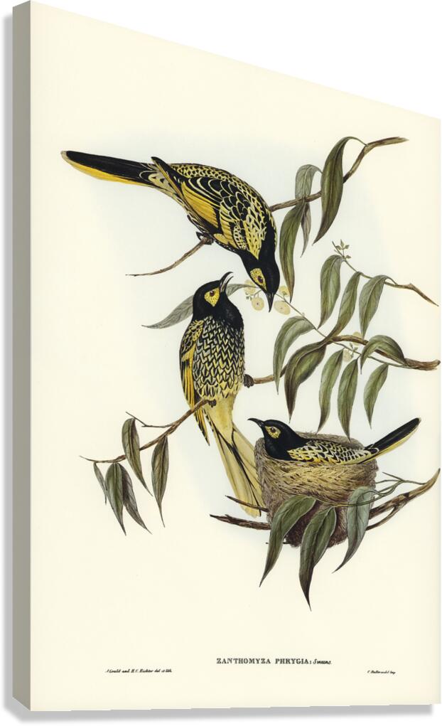 Warty-faced Honey-eater Zanthomyza Phrygia illustrated by Elizabeth Gould 1804–1841 for John Gould’s 1804-1881 Birds of Australia  Canvas Print