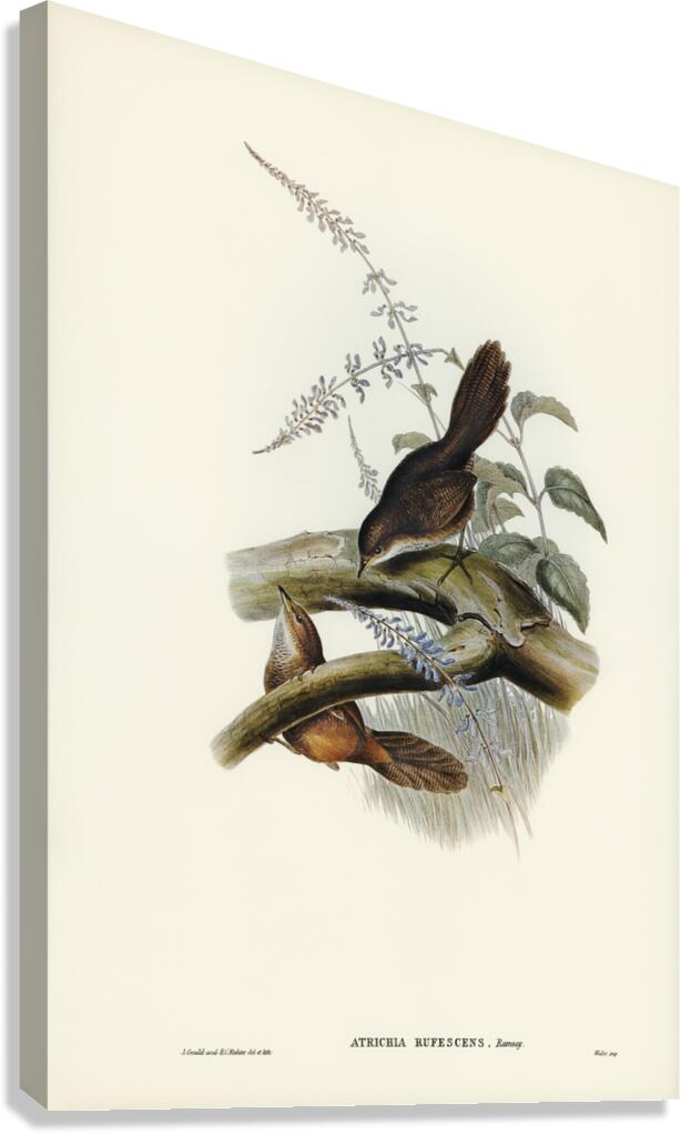 Rufescent Scrub-Bird Atrichia rufescens illustrated by Elizabeth Gould 1804–1841 for John Gould’s 1804-1881 Birds of Australia  Canvas Print