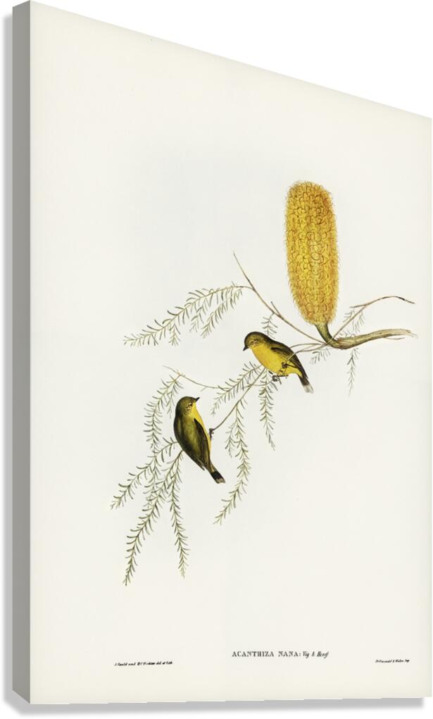 Little Acanthiza Acanthiza nana illustrated by Elizabeth Gould 1804–1841 for John Gould’s 1804-1881 Birds of Australia  Canvas Print