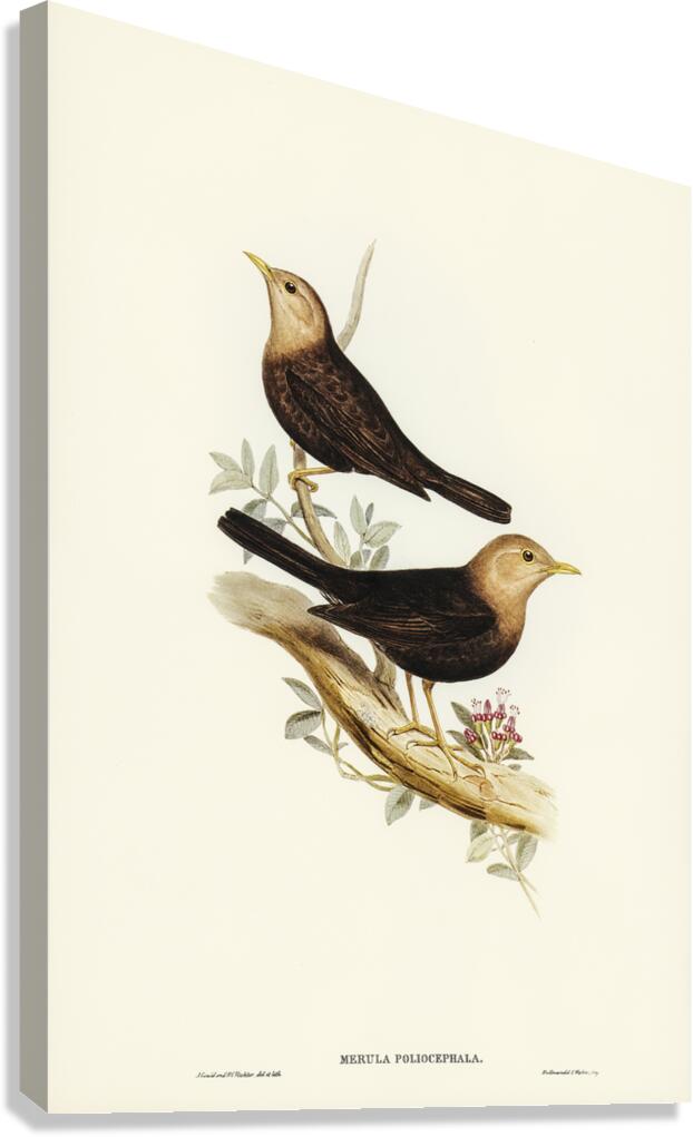 Grey-headed Blackbird Merula poliocephala illustrated by Elizabeth Gould 1804–1841 for John Gould’s 1804-1881 Birds of Australia  Canvas Print
