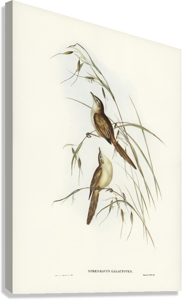 Crested Cockatoo Cacatua galerita illustrated by Elizabeth Gould 1804–1841 for John Gould’s 1804-1881 Birds of Australia  Canvas Print