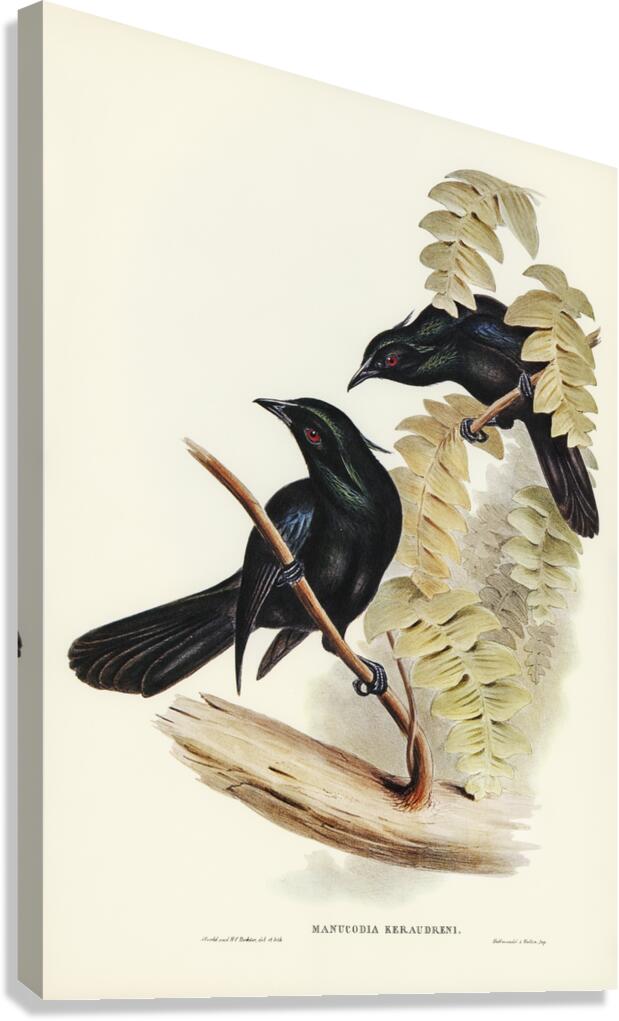 Keraudrens Crow-Shrike Manucodia Keraudreni illustrated by Elizabeth Gould 1804–1841 for John Gould’s 1804-1881 Birds of Australia  Canvas Print