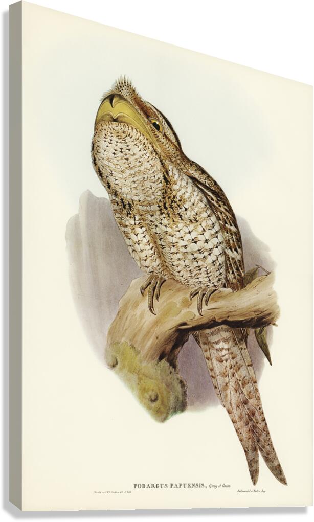 Papuan Podargus Podargus Papuensis illustrated by Elizabeth Gould 1804–1841 for John Gould’s 1804-1881 Birds of Australia  Canvas Print