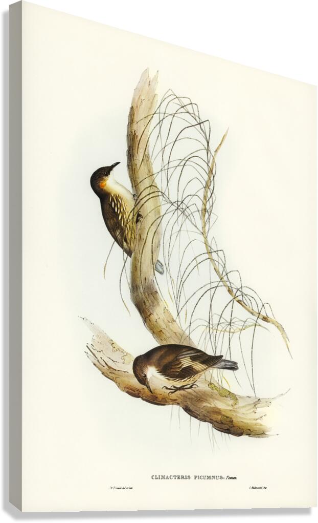 Robust Zosterops Zosterops strenuus illustrated by Elizabeth Gould 1804–1841 for John Gould’s 1804-1881 Birds of Australia  Canvas Print
