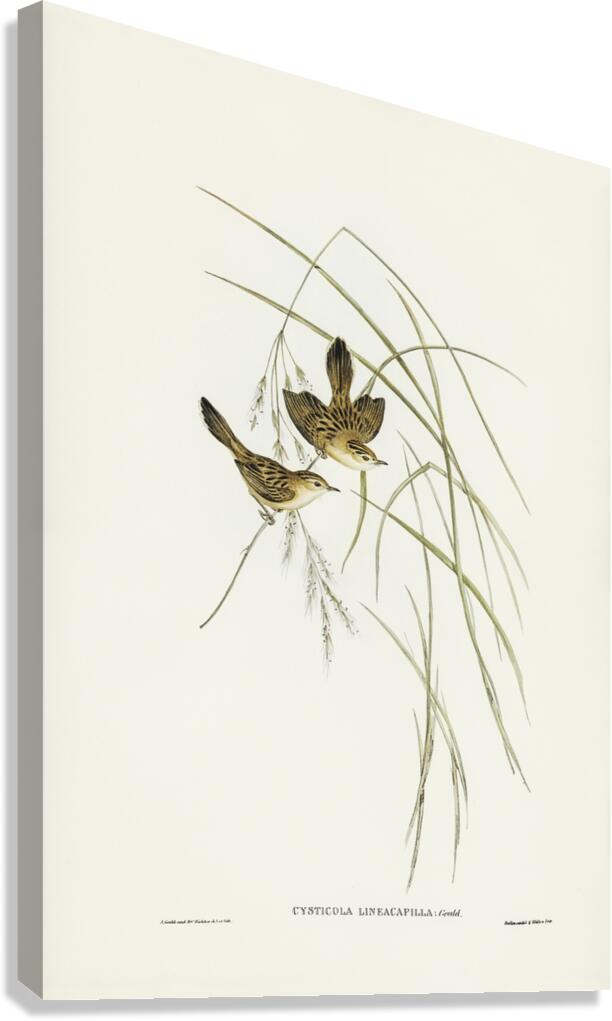Lineated Warbler Cysticola lineocapilla illustrated by Elizabeth Gould 1804–1841 for John Gould’s 1804-1881 Birds of Australia  Canvas Print