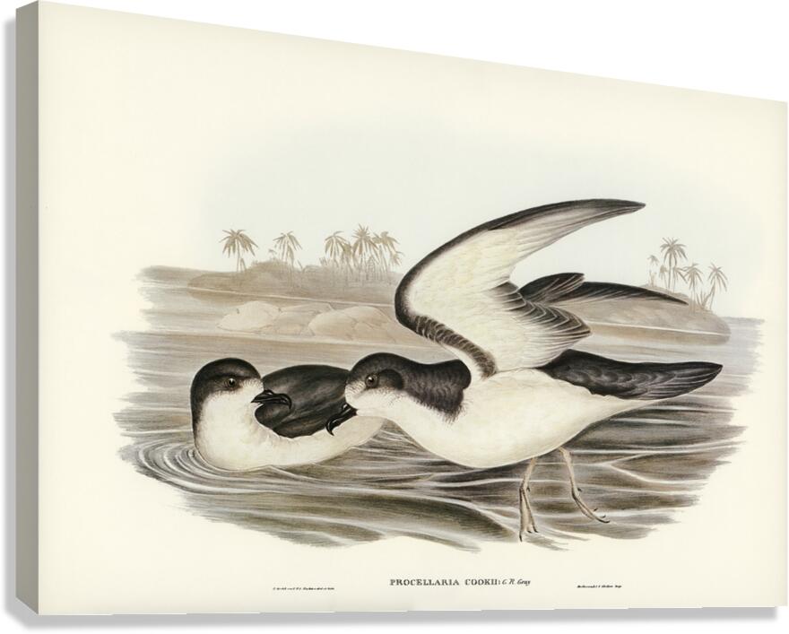 Cooks Petrel Procellaria Cookii illustrated by Elizabeth Gould 1804–1841 for John Gould’s 1804-1881 Birds of Australia  Canvas Print