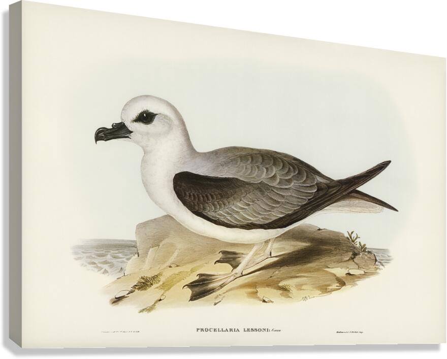 White-headed Petrel Procellaria Lessonii illustrated by Elizabeth Gould 1804–1841 for John Gould’s 1804-1881 Birds of Australia  Canvas Print