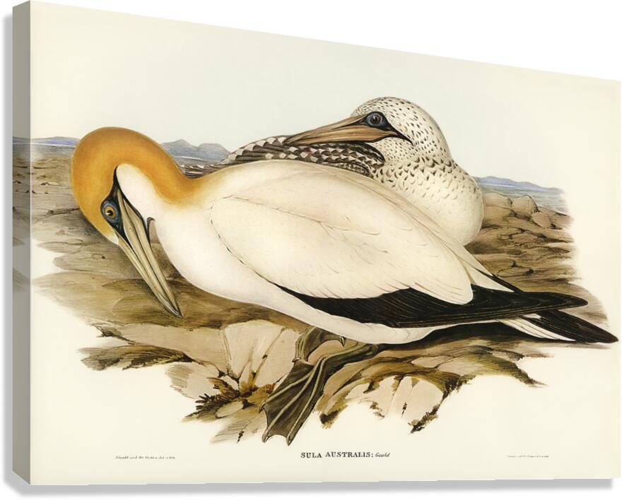 Australian Gannet Sula Australis illustrated by Elizabeth Gould 1804–1841 for John Gould’s 1804-1881 Birds of Australia  Canvas Print