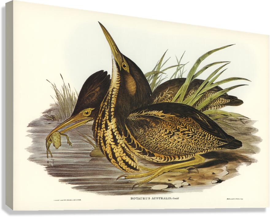 Australian Bittern Botaurus Australis illustrated by Elizabeth Gould 1804–1841 for John Gould’s 1804-1881 Birds of Australia  Canvas Print