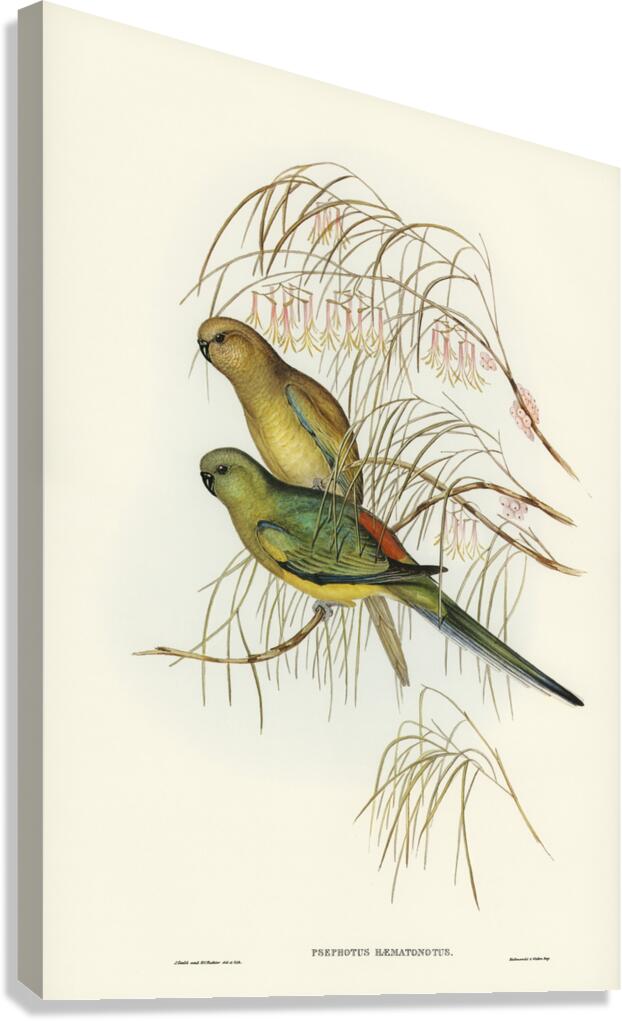Red-backed Parakeet Psephotus haematonotus illustrated by Elizabeth Gould 1804–1841 for John Gould’s 1804-1881 Birds of Australia  Canvas Print