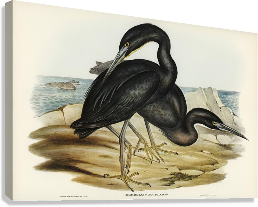 Blue Reef Heron Herodias jugularis illustrated by Elizabeth Gould 1804–1841 for John Gould’s 1804-1881 Birds of Australia  Canvas Print