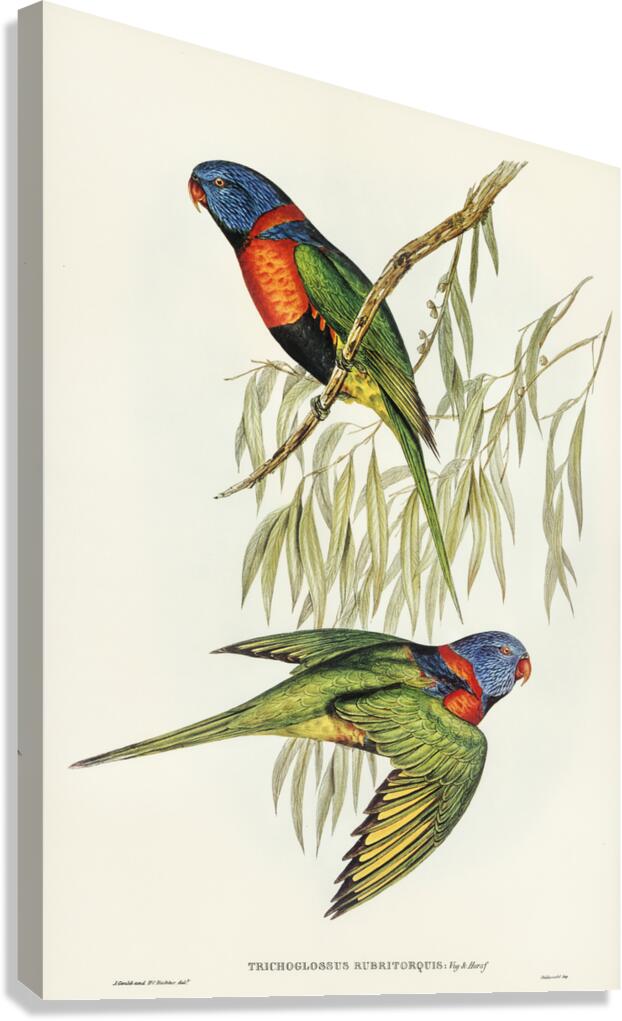 Red-collared Lorikeet Trichoglossus rubritorquis illustrated by Elizabeth Gould 1804–1841 for John Gould’s 1804-1881 Birds of Australia  Canvas Print