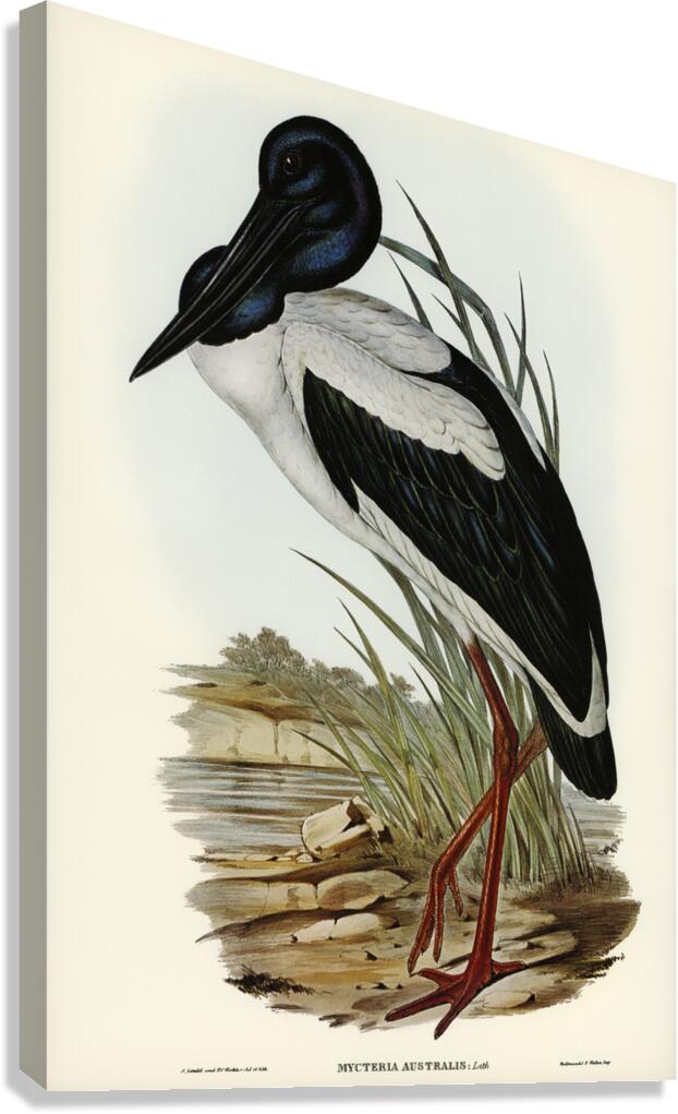 Australian Mycteria Mycteria Australis illustrated by Elizabeth Gould 1804–1841 for John Gould’s 1804-1881 Birds of Australia  Canvas Print