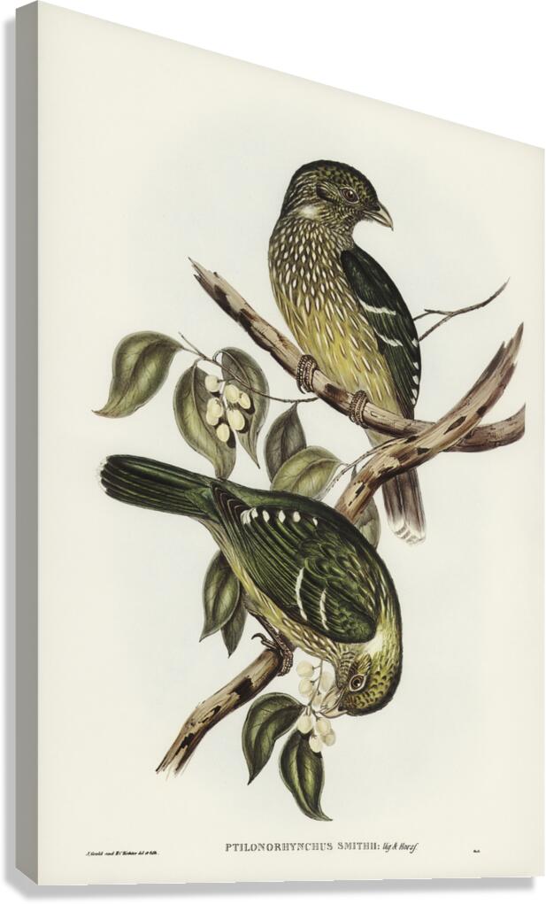 Cat Bird Ptilonorhynchus Smithii illustrated by Elizabeth Gould 1804–1841 for John Gould’s 1804-1881 Birds of Australia  Canvas Print