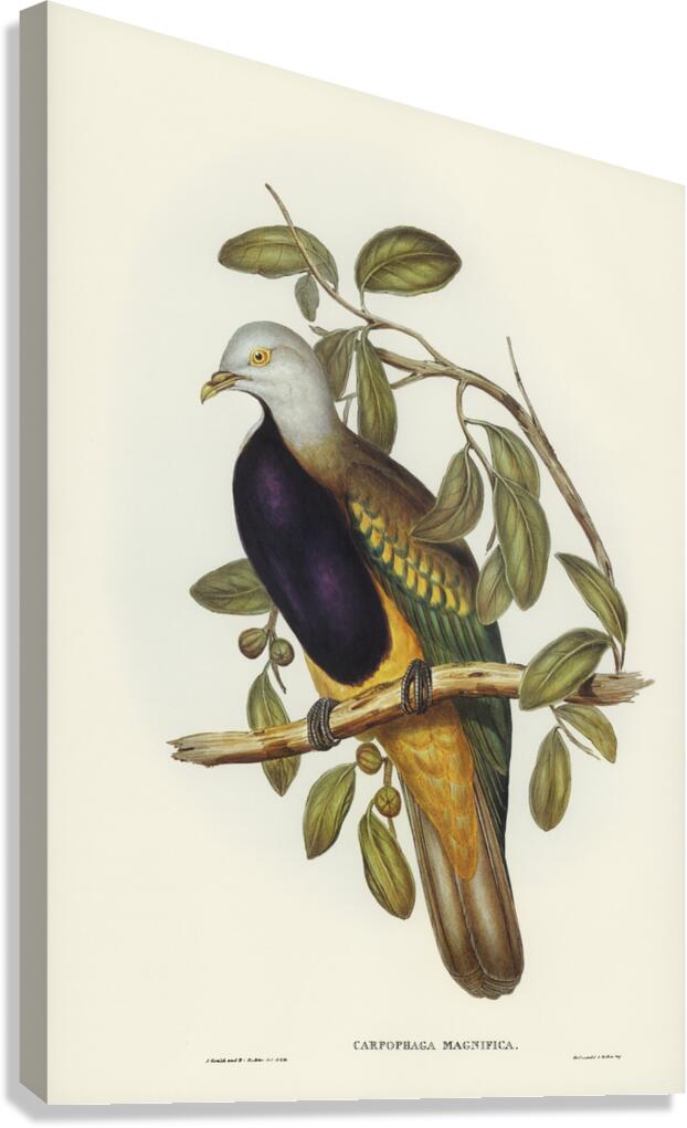 Magnificent Fruit Pigeon Carpophaga magnifica illustrated by Elizabeth Gould 1804–1841 for John Gould’s 1804-1881 Birds of Australia  Canvas Print